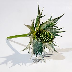 Thistle Head