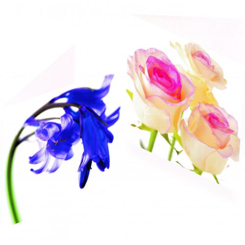 Greetings Cards -  Bluebell & Cream and Pink Roses (Pack of 6)