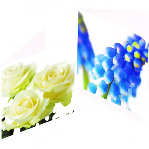 Greetings Cards -  Ivory Roses & Grape Hyacinths (Pack of 6)