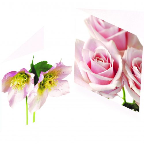 Greetings Cards - Pink Hellebore & Pale Pink Roses (Pack of 6)